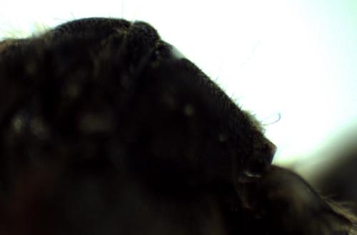 Osmia sp.